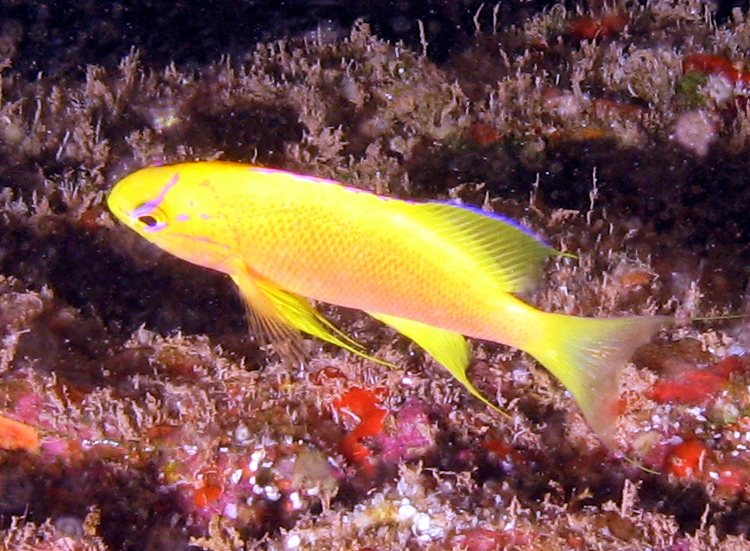 Pseudanthias ventralis hawaiiensis